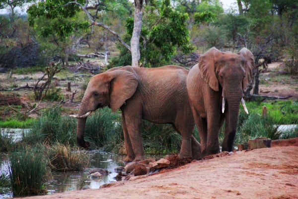 elephants-00167bb189b1-40a8-7d56-6a53-6464e7145f4c87f52403-fdec-cffa-8541-aedad4873bfa8526CF39-7FDC-02A8-BD65-9F60E406286C.jpg