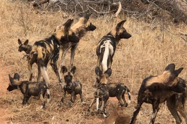 wild-dog-gallery-10b374e1b4-f144-0651-5ae3-e4aa46fc594da3317a41-95de-94e6-385b-6b78d1c8b91dD2378807-FD03-B80B-4FCB-ECF564AF94CA.jpg