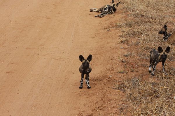 wild-dog-gallery-1172557f9c-03cb-f710-9cd6-a86c38dc66a4b9d7fe9b-38c5-173f-8e1f-7542325ece4bFCA40D7F-F581-C120-8645-7227FE32C79B.jpg