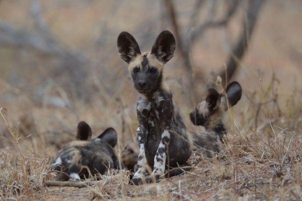 wild-dog-gallery-13fa3307b0-f5a0-8fb7-f1b2-e72e792435e3c82c8dcc-fe54-a929-1622-aff54811e036FB958BAB-C553-6DCE-6FB2-F015D5ABBA2B.jpg