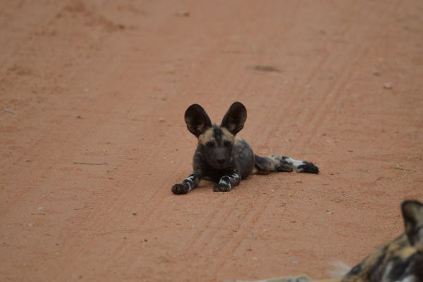 wild-dog-gallery-14387d7136-aad4-f06f-a858-e9588cc9923be98a09b0-d50b-c436-691c-81206d5e754227E1C543-0388-0CD2-B866-9B9AF24A935D.jpg