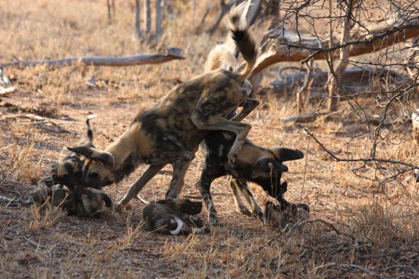 wild-dog-gallery-15b5046187-a286-e120-cdfd-91e4c572cc536a63ec97-7dfb-4731-1e83-84656504899269CABEC7-1375-760E-C1BC-12786A896DF8.jpg