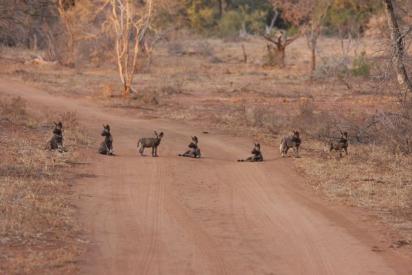 wild-dog-gallery-1860d5d91a-bf73-5f1c-3cb2-1659be0f402db0188b51-8399-b7aa-cf70-8ba2c7f91ee59ABE7901-450E-36DD-9E39-41F59F45F31C.jpg