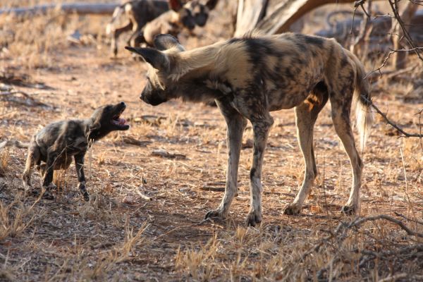 wild-dog-gallery-19c7624b55-abb8-b9d5-53ad-a8059114e58b36f524b0-ac0e-cf6c-2c40-9810162616d87971CE04-1D1C-F575-3727-4943D5D2D438.jpg