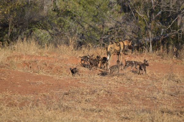 wild-dog-gallery-203390b991-6dab-4258-a850-5839550850e745f61c28-dda3-4bea-fd58-727e96824dbeAAC29F7C-742C-2CDE-8EBF-A49AC2EC8458.jpg