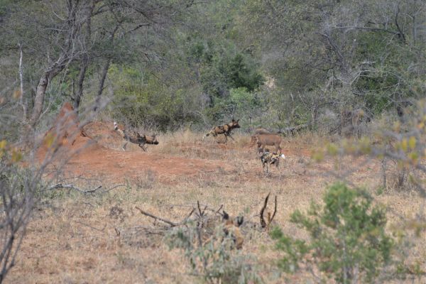 wild-dog-gallery-212ad10a1f-7c39-0dfa-74cf-241c3b4f131bbebee365-47b6-4226-26c1-dfb50a6ed8b0579F98EF-AFA4-2710-2D53-B1AB5D92502C.jpg