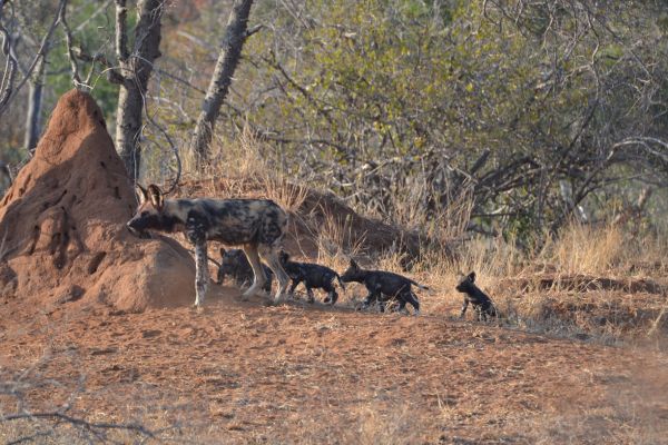 wild-dog-gallery-222c0f068d-89af-97b7-da08-de8d55a2488e33d64bc6-60f4-c0ba-02b0-2934234fd3e572921647-EBE6-81CA-2D79-1D523E785E57.jpg