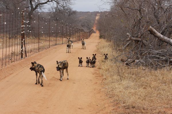wild-dog-gallery-23e341315-cae4-b0d2-2b50-53b7df9b3b955bd4dfe7-f736-8a98-e7be-24dc758cbffa37EB17CB-D27B-EE5A-4E83-208CB3FE72A8.jpg