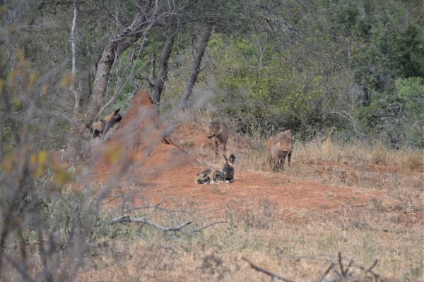 wild-dog-gallery-23e93e59ef-1a34-efee-2d21-214303f2903751ff768a-843d-e8d0-c942-883c44a0da57996CA6F8-13DC-FC9B-2516-710C09DC4188.jpg