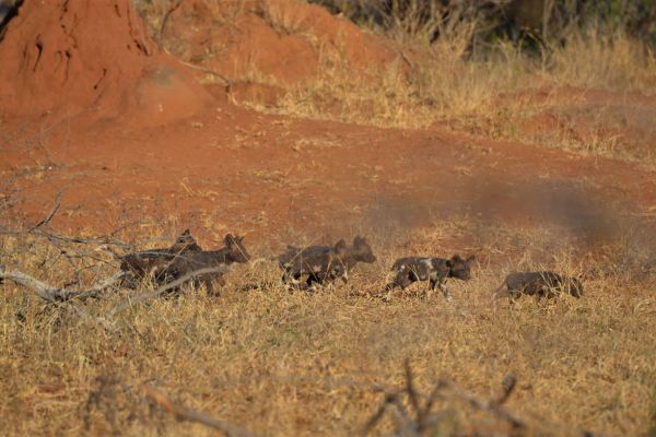 wild-dog-gallery-24192ed1f6-62b5-40b1-7abb-615797770dd6cbe2d6f6-c7a0-af6f-82c1-b953346905f55038DC36-895F-80B2-3845-97A82A59C5D0.jpg