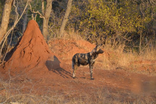 wild-dog-gallery-2996086844-cc1c-c9e0-c82e-5621d9e4ded80e4a4a5d-4b19-5566-7aa4-f5a7c5ad21d8F2EAF818-8163-DBB0-7F68-85803755C57A.jpg