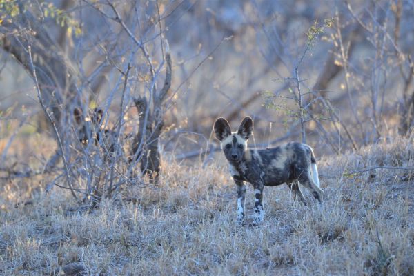 wild-dog-gallery-3b98c52aa-0138-ecbb-7250-10ed5cb53283ce4c94fe-7470-19a4-1b8c-2c2d51f1754c707D549A-3256-E0CD-411B-F3AA87BF9D17.jpg
