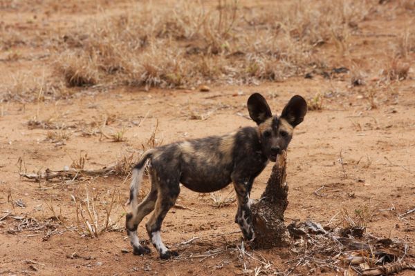 wild-dog-gallery-4d34824ba-fcbf-710a-a6fc-4241fe74689b200231a4-c7e9-27c9-ca2e-5052431632768EBD3604-B8A6-739C-C5FB-E8FFD6EA4033.jpg