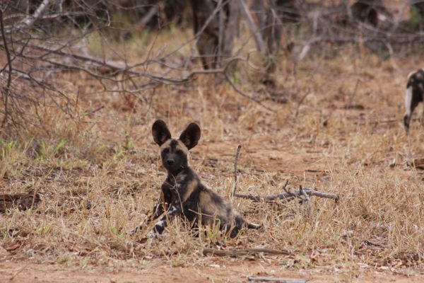 wild-dog-gallery-798f51758-378a-c920-71f6-bc4f3118ffb6ec862228-eef9-c32e-70c5-e01c50bb1eed9D487F29-69F3-8F45-F209-414DD58AD898.jpg