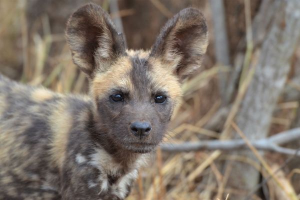 wild-dog-gallery-831f5a53e-639e-5a15-36a9-1eccf306226a9b2d8393-5857-5aca-72ed-8af7d5eaaa0d8E3C738D-0815-45B5-9550-BD12750B151C.jpg