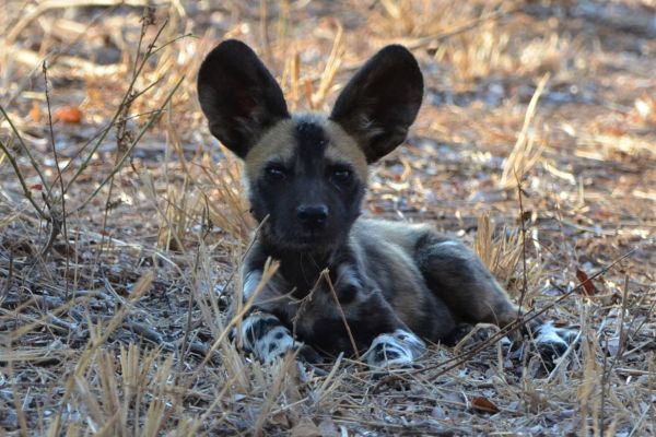wild-dog-gallery-9930c11f5-1321-989a-ca26-4e97684c1c8fc591331e-b1a0-c2af-2b0c-8d3f62fb76feF45252D8-A9E7-8828-94E3-D900179DED46.jpg